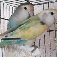 Inseparabili Roseicollis