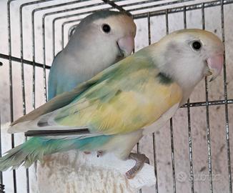 Inseparabili Roseicollis