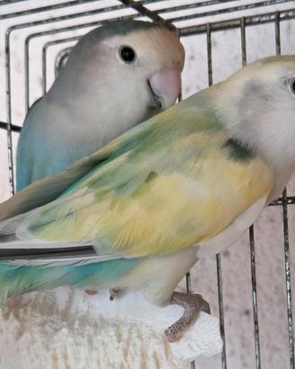 Inseparabili Roseicollis