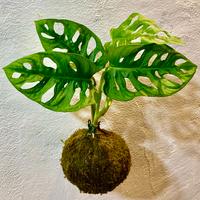 Kokedama Di Monstera Adansonii