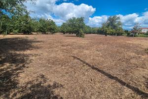 Terreno pianeggiante 2.462mq con deposito 14mq