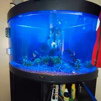 acquario angolare completo 