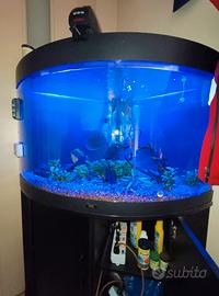 acquario angolare completo 