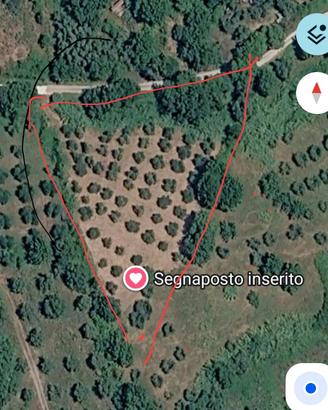 splendido uliveto  a Poggio Murella 