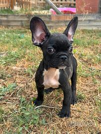 Bulldog francese