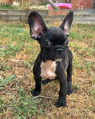 Bulldog francese