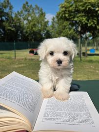 Maltesi cuccioli con pedigree ed Affisso Enci