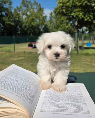 Maltesi cuccioli con pedigree ed Affisso Enci