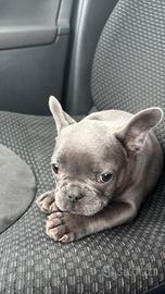 Bul Dog Francese