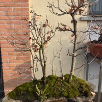 Bonsai boschetto querce