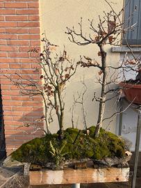 Bonsai boschetto querce