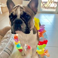 Bulldog francese per monta
