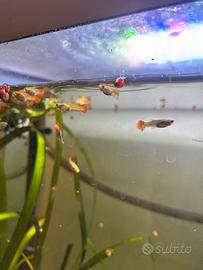 Guppy
