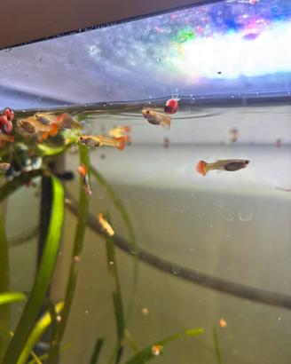 Guppy