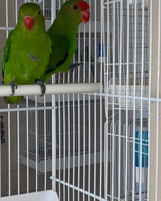 Inseparabili