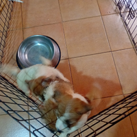 Jack Russell a pelo lungo