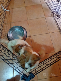 Jack Russell a pelo lungo