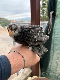 Pulcini cocincina nana