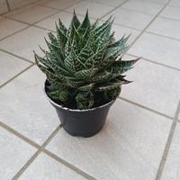 aloe aristata - pianta grassa