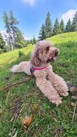 Barbone maschio disponibile per monta