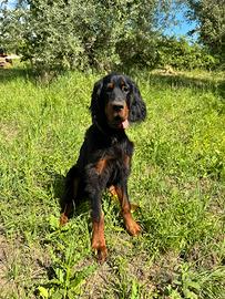 Cucciolo setter gordon iscritto ENCI