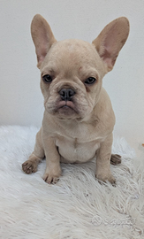 Bulldog francese blu