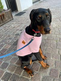 Dobermann di 4 mesi