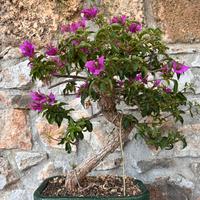 Bonsai Bouganvillea