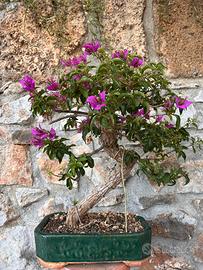 Bonsai Bouganvillea