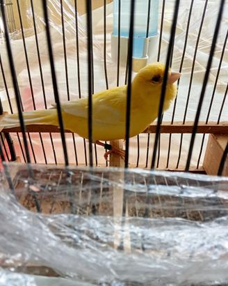 Canarine gialle brinate