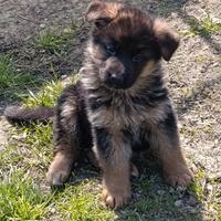 Cuccioli pastore tedesco