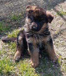 Cuccioli pastore tedesco