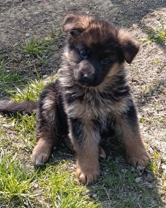 Cuccioli pastore tedesco