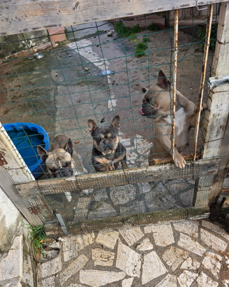Bulldog francese