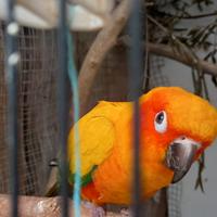 Conuro del sole allevato a mano con cites e anello