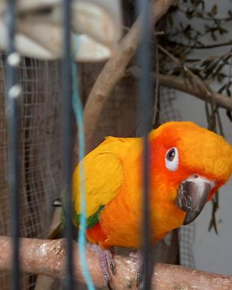 Conuro del sole allevato a mano con cites e anello