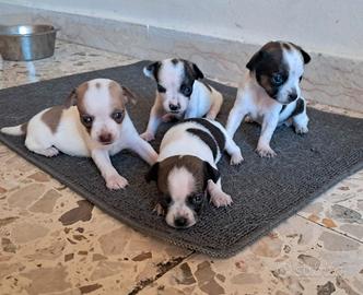 chihuahua toy cuccioli