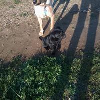 Cuccioli di labrador