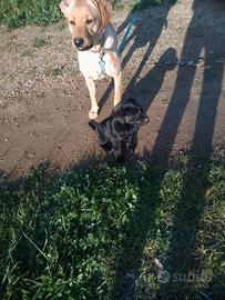 Cuccioli di labrador