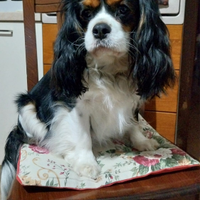Cavalier King