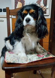 Cavalier King
