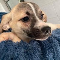 Cuccioli di cane meticci