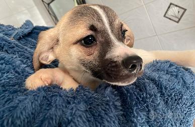 Cuccioli di cane meticci