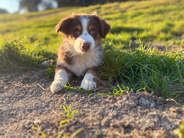 Cuccioli di pastore australiano