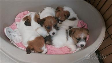 Cuccioli Jack Russell terrier