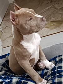 Cucciolo pitbull maschio