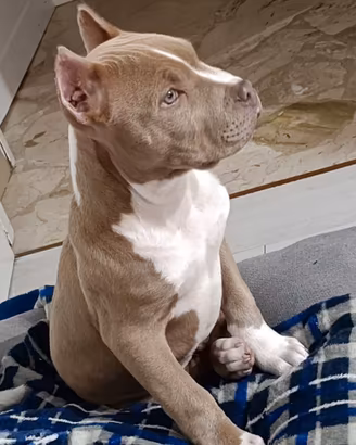 Cucciolo pitbull maschio