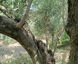 Terreno Agricolo Piante di Ulivo