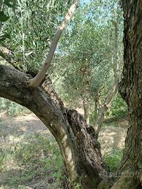 Terreno Agricolo Piante di Ulivo