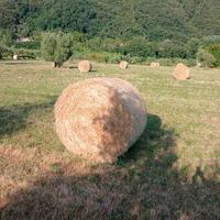 Fieno a rotoli primo taglio